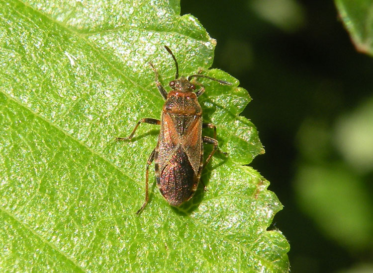 Lygaeidae e Rhopalidae dell''Emilia (RE)